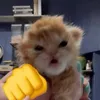 tthaoo_0411