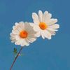 sagor.ahmed9713