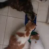 🐈puyenpunipuyo🐈