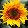 svetlana.sunflower