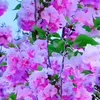 thanhpham3251