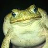 loadedtoad