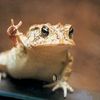 toadsy_1