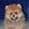 davina_poms