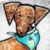 drsfdoxies