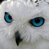 snow.owl.0