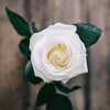 white_rose7890