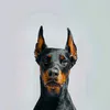 doberman_dori