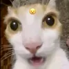 tzu.ndgtn