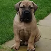 noxterratobias