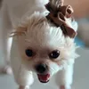 imurderedthemavocados