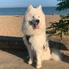 samoyede_samy