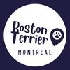 bostonterriermontreal