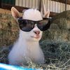 imthegoatglazeme