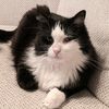 _socks_thecat