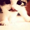 mostaza55_