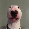 addison_big_huge_fann_