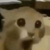 animepogga