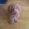 brucewaynetheredpoodle