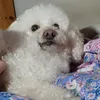 flopyy98