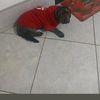 marcelo10826738