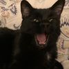 yoda_momma_505