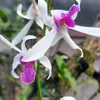 quin_1117