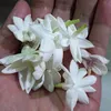 ashme_17