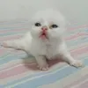 sweetlittlekitten