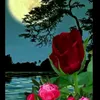 nawzad_.nn