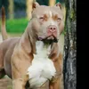 vinnie_51
