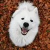 bjarki.samoyed