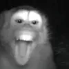 slick_rapt0r