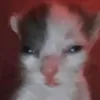 yhenri8