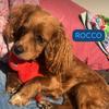 roccocockapoo