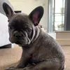 chris_thefrenchie