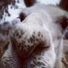 fat_cats_united