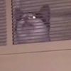 who_ate_my_kid