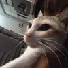 jomarieyacat7