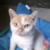 gabreu_6