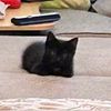 sneakyqueeftheif