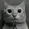 mlgkitty8