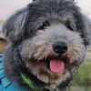 vananamuffin_