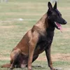 malinois30