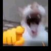 mowgli676