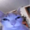 kucingdod0