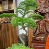 xaydunganphusapa