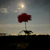anhanhlee98