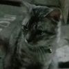 kucing_gabuts0_0