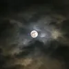 fidangelb1